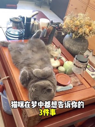 猫咪想告诉你的几件事,一定要定时给我驱虫,否则我身上痒痒的很难受#猫咪驱虫 #科学养宠攻略 #养猫经验分享 #萌宠好物