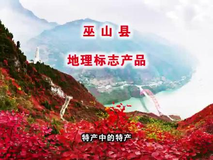 巫山县,是重庆市辖县。巫山县是生态产业特色县,是“中国特色农产品优势区”“中国脆李之乡”“中国庙党之乡”“中国红叶之乡”。截止2022年,巫山县共有国家地理标志产品4种,即:巫山魔芋、巫山庙党、巫山脆李、巫山粉条。#美食 #农产品 #农产品原产地 #巫峡 #巫山云雨