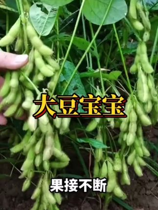 #大豆宝宝 #农业种植 #农业种植技术 #优质农产品