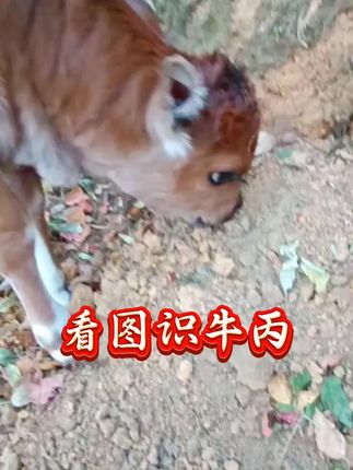 #养牛人 #养牛人 #养牛技术 #牛缺微量元素 #新农人计划2025