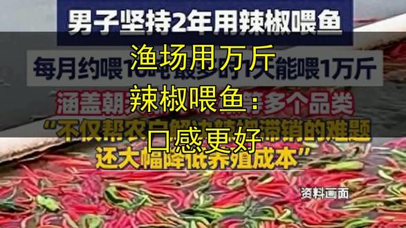 渔场用万斤辣椒喂鱼:口感更好 渔场用万斤辣椒喂鱼:口感更好