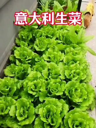 意大利生菜,耐寒耐热口感好,种植简单产量高,适合家庭种植 #意大利生菜#蔬菜种子 #阳台小院均可种植 #家庭小菜园 #三农