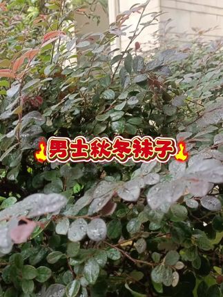 #便宜又好穿 #休闲百搭 #透气舒适 #男士袜子
