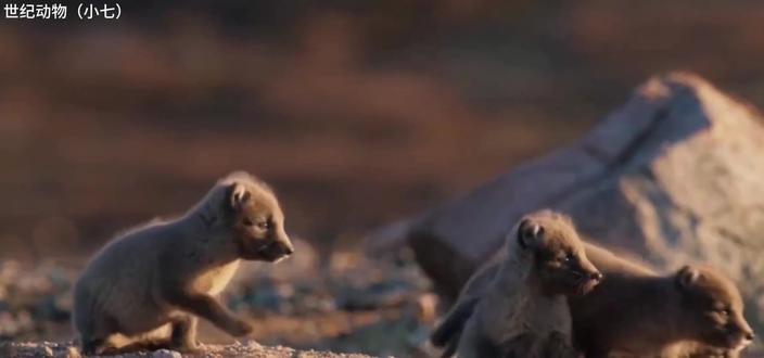 三分钟短片 北极狐的春天
北极狐春天换上灰棕色“薄外套”以融入苔原。它们一夫一妻,共同抚育一窝5-8只幼崽,主要以旅鼠等为食,分布于环北极地区。#神奇动物在抖音 #伙伴计划 #动物世界 #动物的迷惑行为