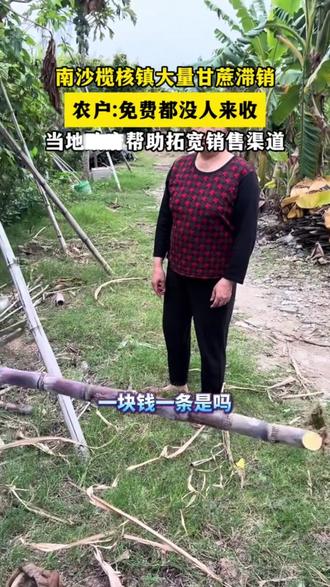南沙甘蔗滞销,愿善意不缺席,为了不让甘甜被辜负,愿有更多的人们来助力南沙蔗农人#广州南沙#甘蔗#助农