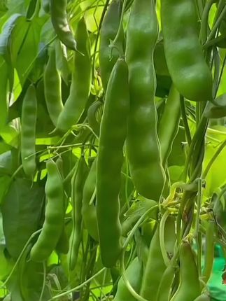 今年夏天推荐你种上这个#早熟地油豆