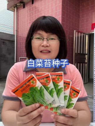高温天气不知道种什么菜的话,就来种这个四季都可以种的白菜苔,现在种下可以一直吃到过年,#种子 #白菜苔种子 #蔬菜种子 #自己种的纯天然的绿色蔬菜 #阳台小院均可种植