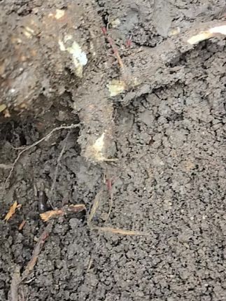 我的农村生活,就是田间地头找各种药草, 挖到一颗超大商陆的根…#
