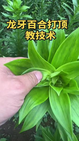龙牙百合种植技术分享