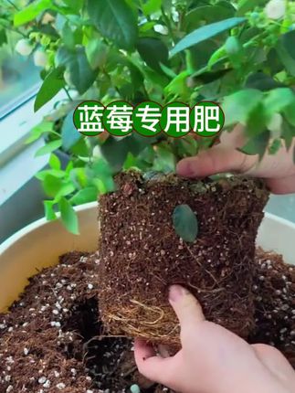 养蓝莓总养不好,问题出在土上,蓝莓对土要求高#养花小知识 #蓝莓种植 #蓝莓种植技巧 #蓝莓营养土 #营养土厂家