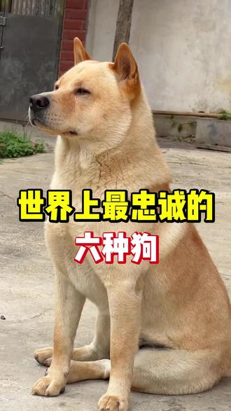 世界上最忠诚的6种狗,快来看你家上榜没 #新手养狗 #养狗经验分享 #养狗日常 #狗狗驱虫