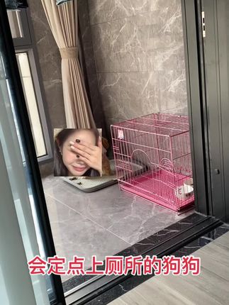 也就养狗的人才懂这条视频的含金量吧,狗狗会定点厕所确实解决了主人的大麻烦,不需要每天定时定点出去遛狗,赶紧买回去试试看#萌宠日常记录 #这个世界不能没有小狗 #谁家还没个傻狗 #定点大小便 #上热门🔥 @抖音小助手