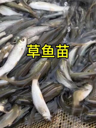 #养殖基地 #优质鱼苗 #生态养殖 #鱼塘养殖 #农村致富好项目 草鱼苗