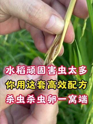 水稻顽固害虫太多不用慌,用这个水稻除虫专用的套装,全部给你虫卵双杀一窝端#水稻种植 #水稻虫害防治 #杀虫剂 #农业种植技术 #服务三农