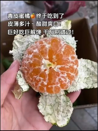终于吃到了酸甜可口的青皮蜜橘 !姐们们,我馋了好久,真的巨好吃解腻~非常新鲜,皮薄汁水多 没有籽 很甜很清新的橘子香!吃不腻~#蜜橘 #橘子 #优质农产品#新鲜应季水果#大暑消夏开吃啦