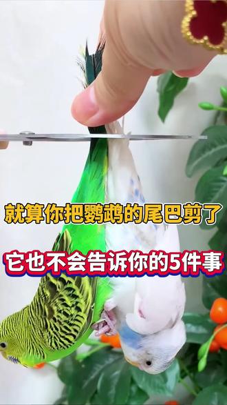 就算你把鹦鹉的尾巴剪了,它也不会告诉你的5件事 #鹦鹉 #鹦鹉鹦鹉萌萌哒逗鹦鹉 #科学养宠攻略 #虎皮鹦鹉