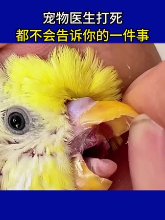 宠物医生打死都不会告诉你!100只鹦鹉中,100只口腔里都藏着毛滴虫和念珠菌!#鹦鹉 #新手养鸟 #鹦鹉口腔 #牡丹鹦鹉