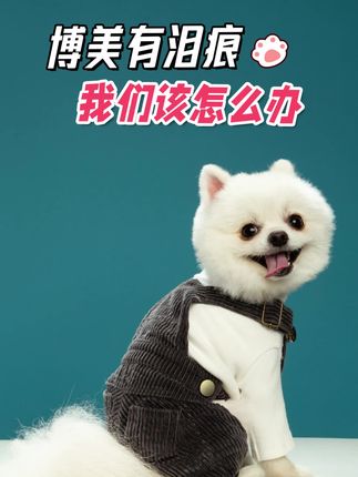 博美有泪痕应该怎么办#博美 #狗粮推荐 #狗狗