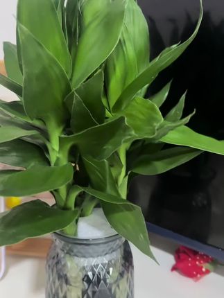 #绿植 #盆栽种植 #室内绿植 #净化空气 观音竹富贵竹