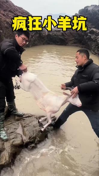 40斤羊打窝疯狂小羊坑抓鱼#抓鱼#户外