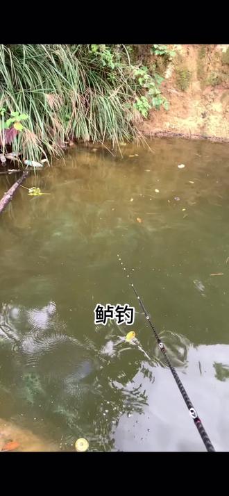 #路亚 #鲈鱼 这种情况下该怎么办?