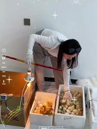 鸡苗鸭苗鹅苗专用养殖保温灯脱温器#三农养殖 #鸡鸭鹅养殖 #家禽养殖 #农村养殖 #养殖基地