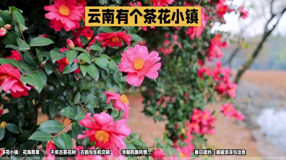 云南茶花小镇