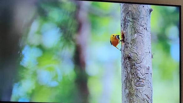 神奇的动物世界!父母的爱如此伟大