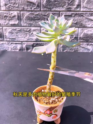 秋天是多肉最好的繁殖季节这样简单操作多出很多盆#爱生活爱养花#种植小技巧#多肉叶插