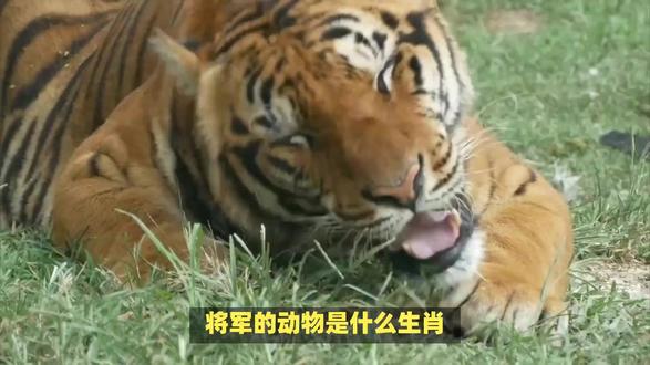 将军的动物是什么生肖? #内容启发搜索