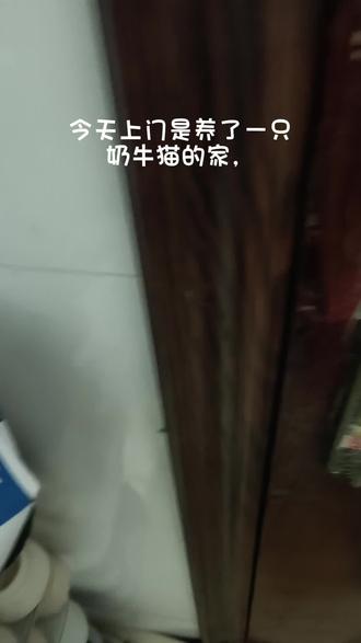 #九台 #九台上门喂养#九台宠物 胆小的奶牛猫上门沉寂式铲屎喂养
