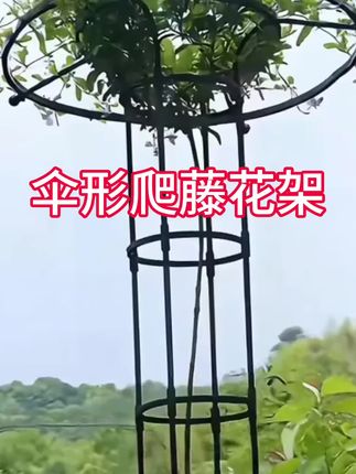 这个伞形风格的#爬藤花架,家里的所有爬藤植物都可以用这个爬藤花架来造型#花架 #花卉绿植#爱生活爱养花