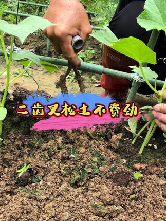 用这个二齿叉松土,不费劲,省力还好用。#家庭种植 #松土神器 #农用小工具 #农用工具
