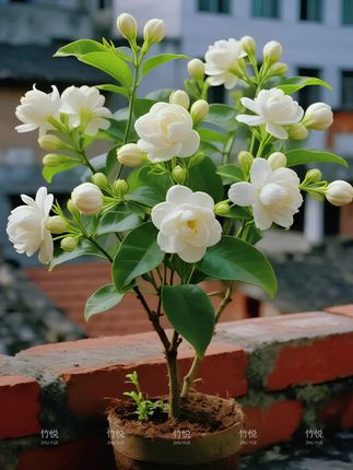 虎头茉莉花来啦#绿植盆栽 #花卉绿植 #阳台养花 #茉莉花 #虎头茉莉花