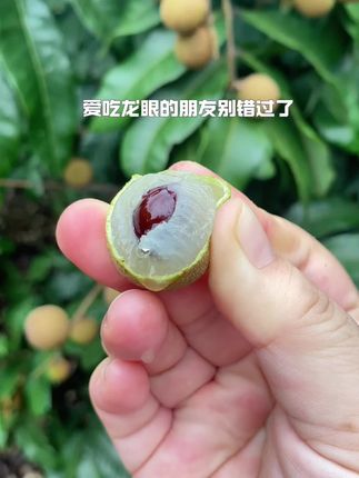 今年龙眼的品质太好了,没吃到的朋友值得冲一波,果肉脆爽,清甜爽口好吃到停不下,都是果园现采现发,冷链发货。#新鲜采摘 #龙眼 #桂圆 #石硖龙眼 #龙眼肉