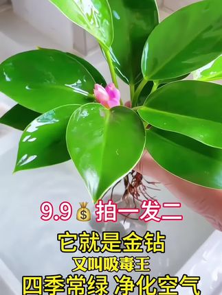 💚救命!被这抹高级绿狠狠拿捏了!,——金钻绿公主也太戳心巴了!叶片油亮似裹着层金箔✨,叶脉自带浮雕感,摆在家里瞬间化身ins风绿植顶流!耐旱好养,新手闭眼冲,10天浇次水就能野蛮生长🌱,空气净化力max!不管是角落孤植还是和其他绿植组CP,都超吸睛👀!快把这抹贵气绿带回家~ #绿植推荐 #金钻绿公主 #家居绿植 #净化空气 #水培植物
