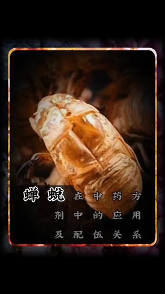 #中药材 功效作用:疏散风热,可缓解发热、咽痛等外感风热症状;利咽开音,改善声音嘶哑、咽喉肿痛;透疹止痒,用于治疗麻疹不透、风疹瘙痒;明目退翳,对目赤翳障有疗效;息风止痉,能缓解小儿惊风、破伤风所致抽搐。
主治:风热感冒、温病初起;麻疹不透、风疹瘙痒;目赤肿痛、翳膜遮睛;小儿惊风、破伤风;小儿夜啼不安。
#蝉蜕 #养生就是养健康 #万物有灵 #金蟾 @DOU+小助手 @中药健康调理塑型 @素问百草