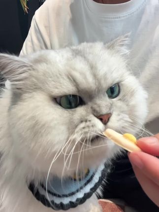 荷包蛋好吃的很呀嘎嘎香#养猫人 #铲屎官日常 #毛孩子的日常 #萌宠 #铲屎官和他的主人