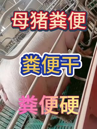 母猪粪便#母猪 #母猪养殖技术 #养猪 #养猪人 #养猪人加油干