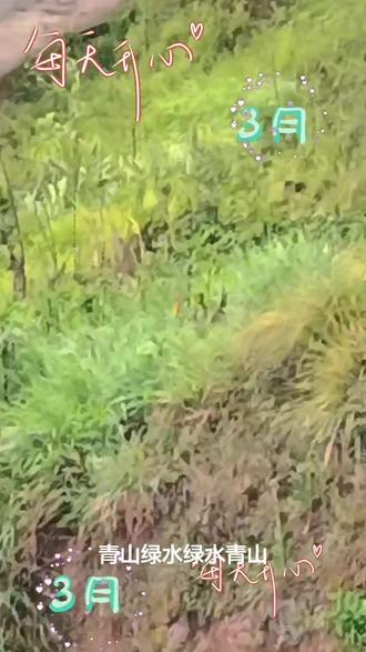 山青草绿花美大山深处自然美。