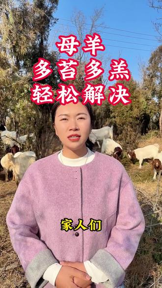 轻松解决单羔#三农#养羊人 #养羊 #养殖 #口播