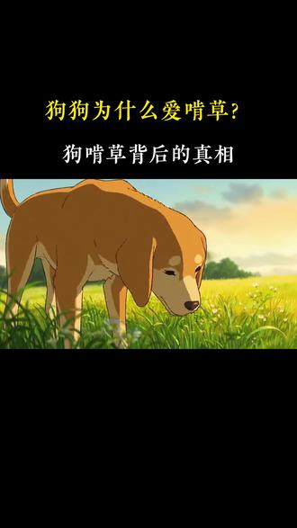 狗狗出门为什么会啃草? 狗狗吃草背后的真相。#养狗日常 #新手养狗 #宠物护理 #狗拆家怎么办 #狗草种植