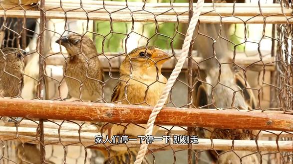 思维捆绑-鸟笼效应 #人性 #心理学 #认知 #认知思维 #人生感悟