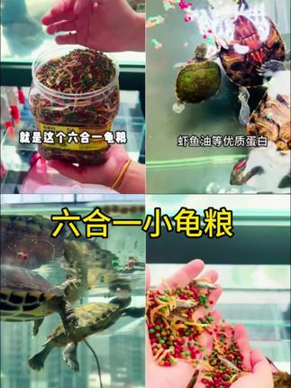 选对龟粮很关键,这款营养均衡还美味,能满足龟龟的日常营养需求 #养龟日常 #龟粮 #龟粮饲料 #六合一龟粮 #乌龟
