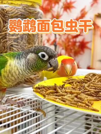 #面包虫 #面包虫干 #家有宠物 #鹦鹉🦜