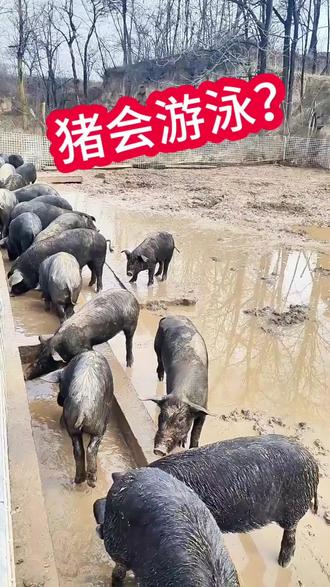 咱家这猪,迟早得变成两栖动物🤣🤣,猪圈变泳池,漂洋过海每一天😅#农村创业养殖 #自繁自养 #我的乡村生活 #养猪人加油干