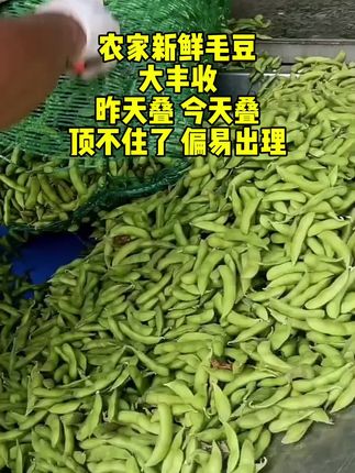 #毛豆 #凉拌毛豆 #现摘现发新鲜到家 #纯天然绿色蔬菜 #优质农产品