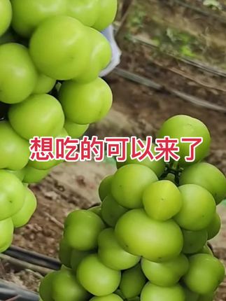 #阳光玫瑰葡萄