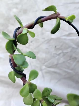 #金枝玉叶造型心心相印 #养花人的乐趣 #爱生活爱养花