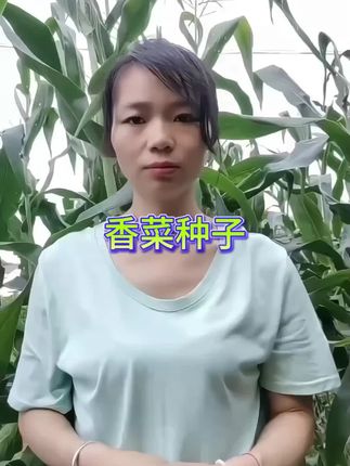 #香菜 #香菜种子 #四季香菜种子 #香菜种植 #阳台小院均可种植